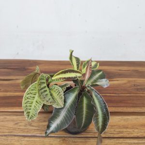 Labisia - Conjunto 3 plantas