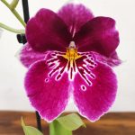 Miltonia V.12