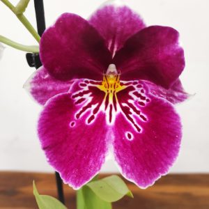 Miltonia V.12