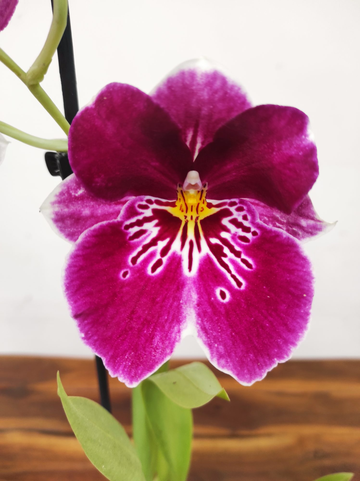 Miltonia V.12