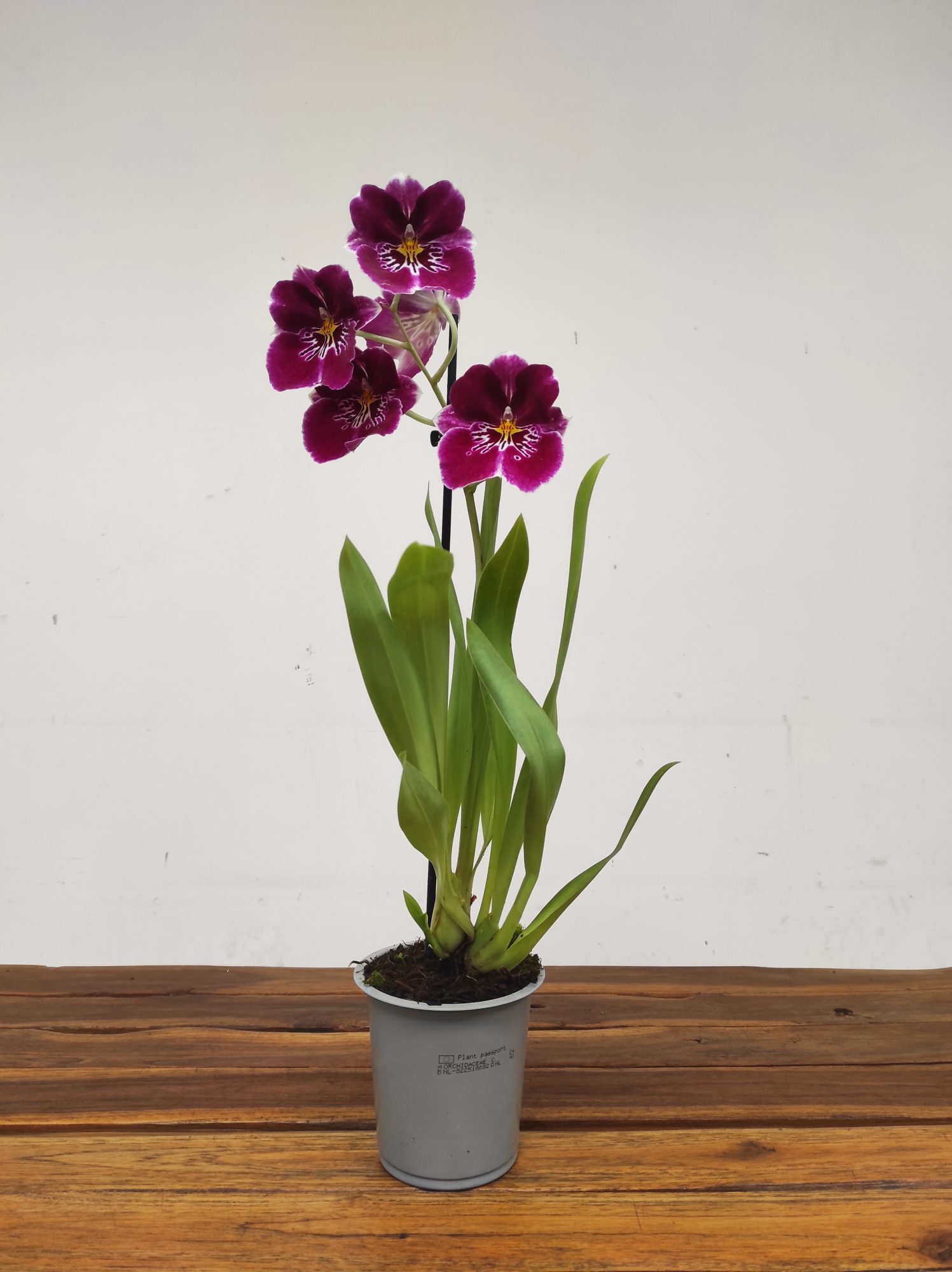 Miltonia V.12 - Image 2