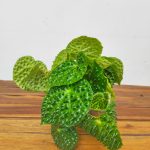 Begonia Ferox Green Form