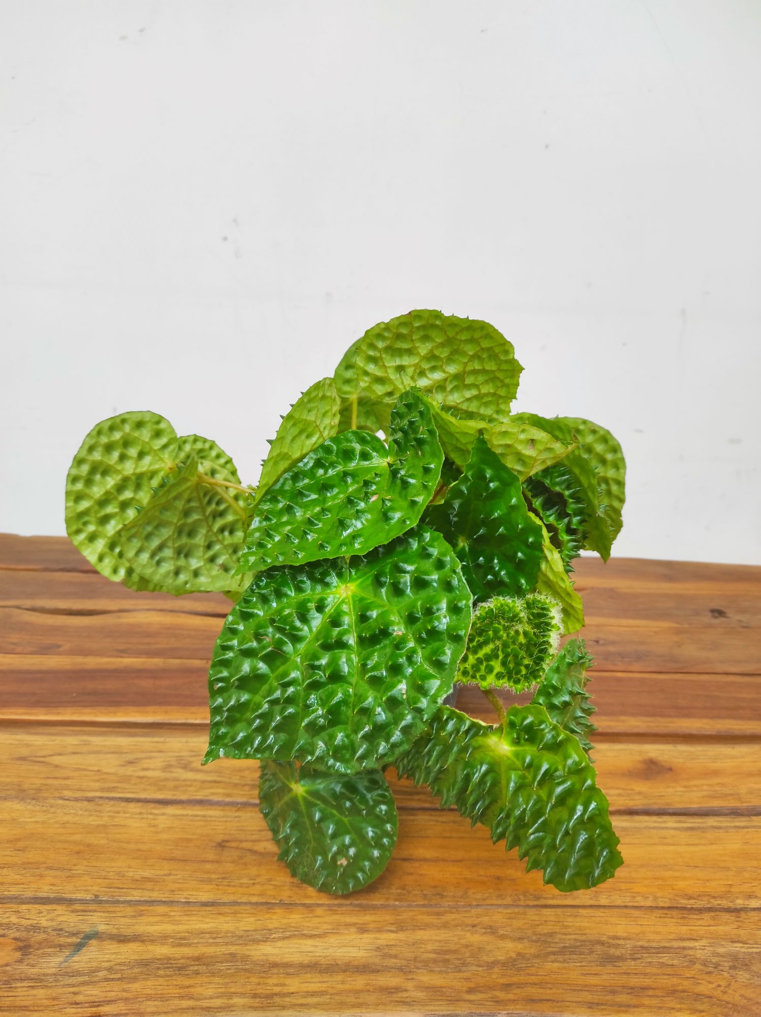 Begonia Ferox Green Form