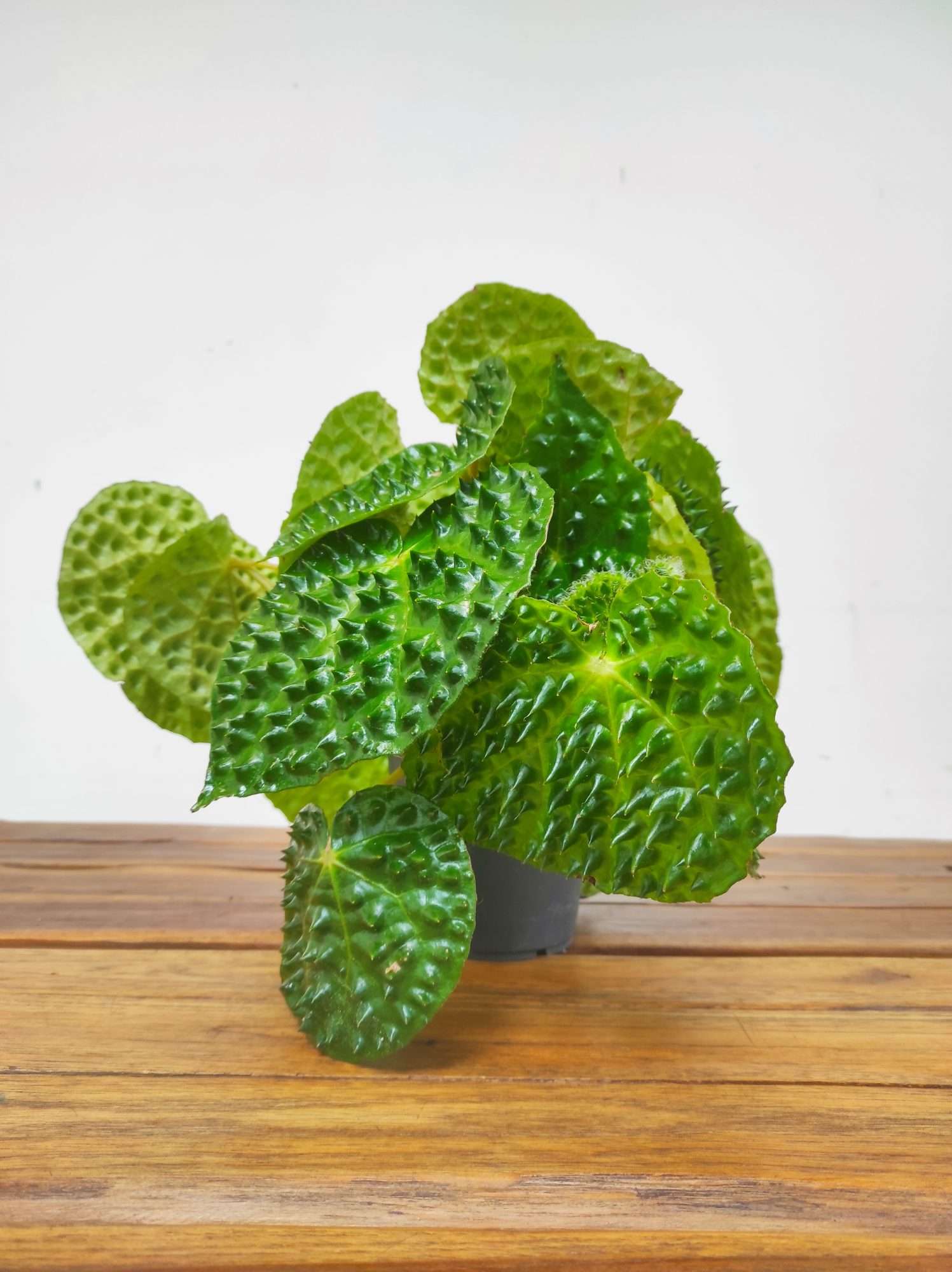 Begonia Ferox Green Form - Image 2
