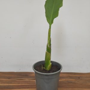 Musella Lasiocarpa V.24