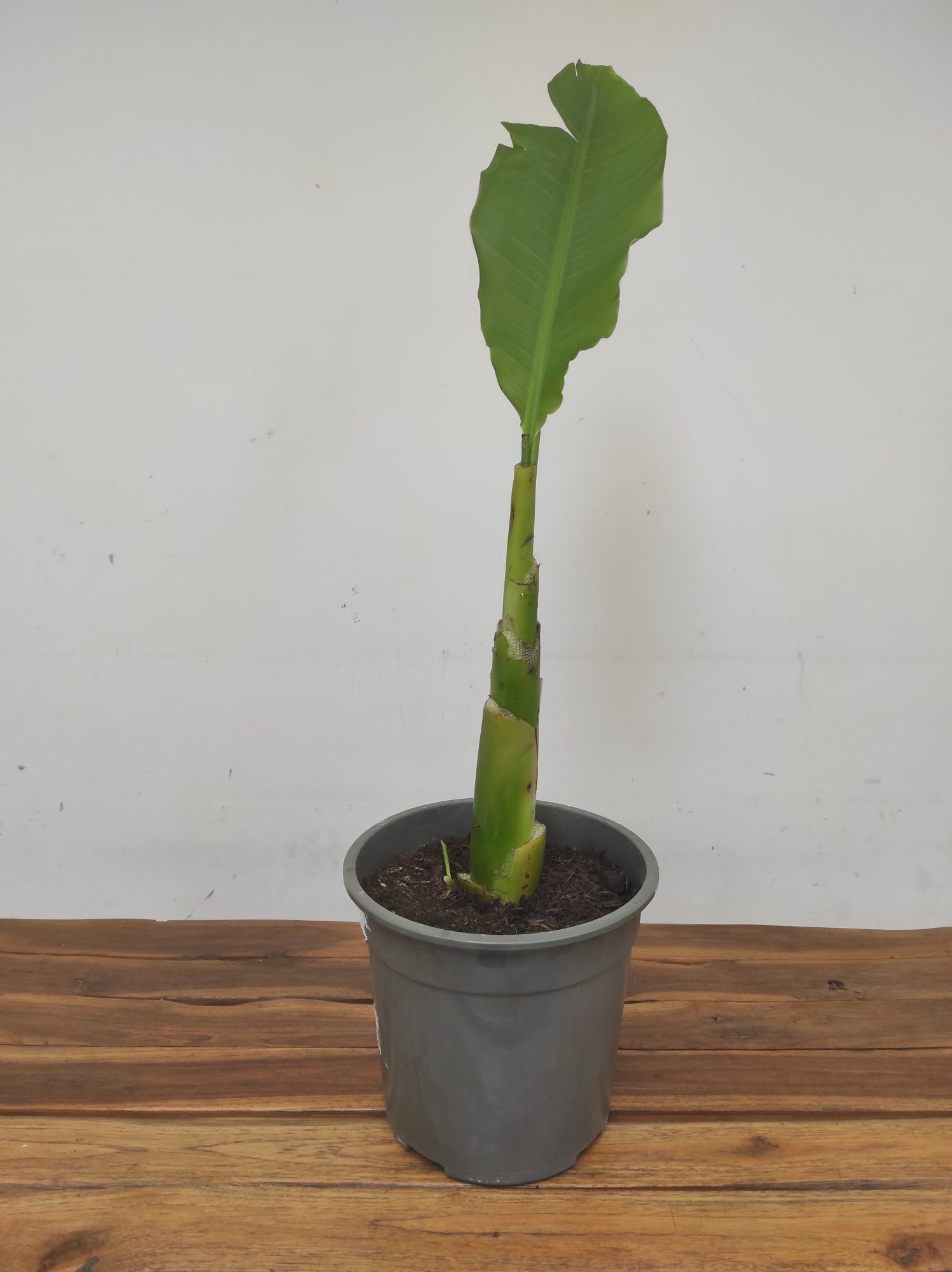 Musella Lasiocarpa V.24