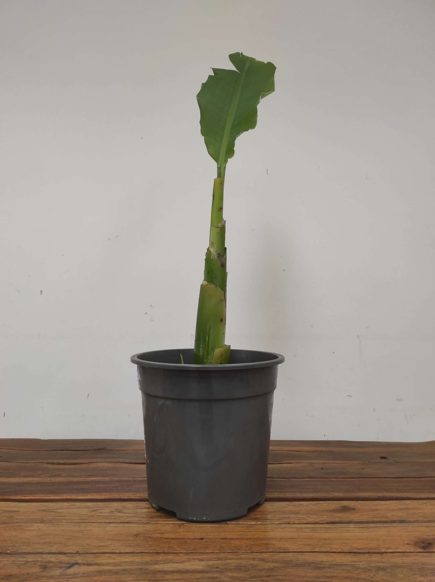 Musella Lasiocarpa V.24 - Image 2