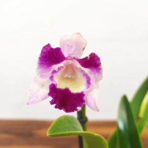 Cattleya 'Village Pearl'