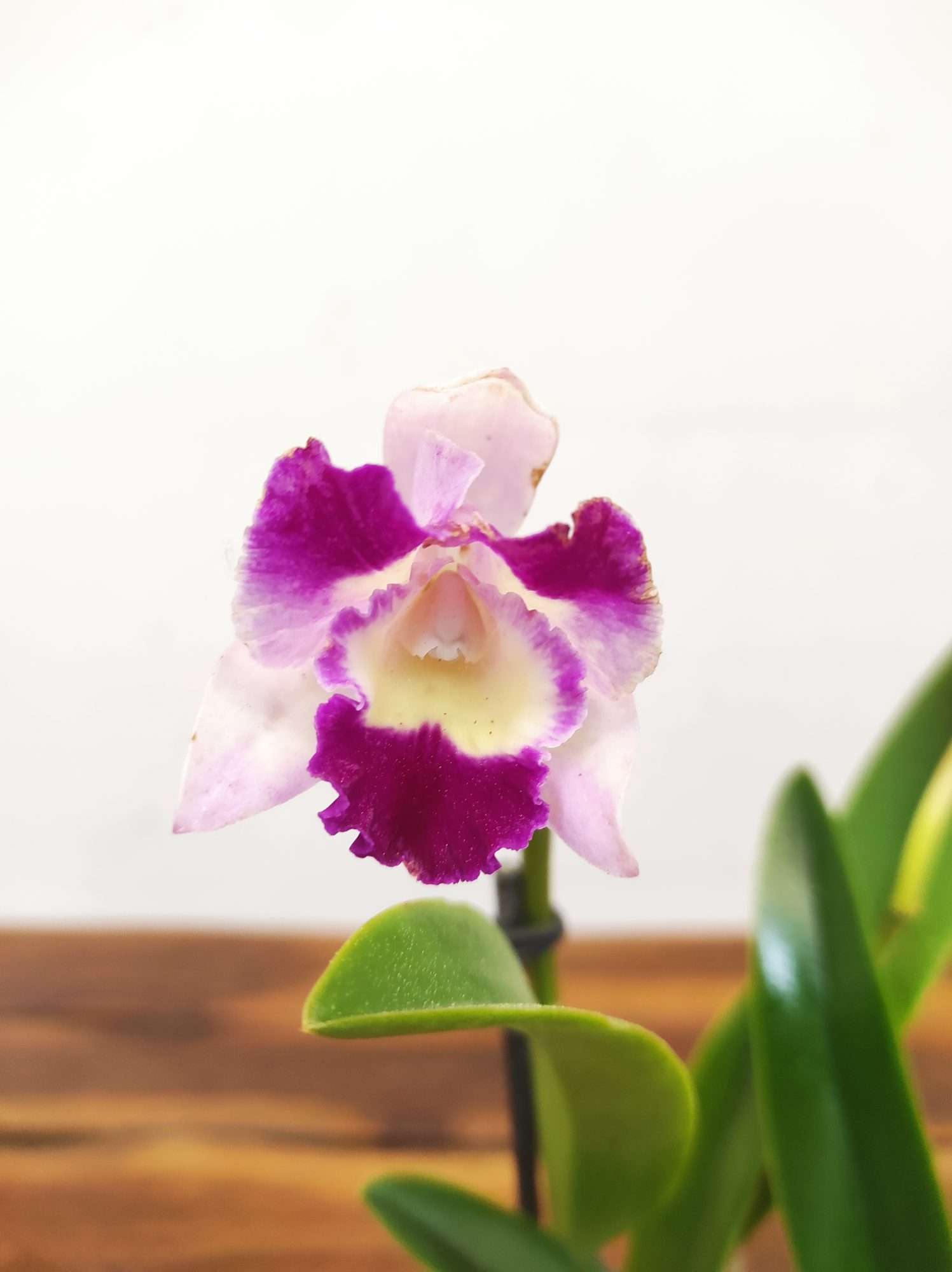 Cattleya 'Village Pearl'