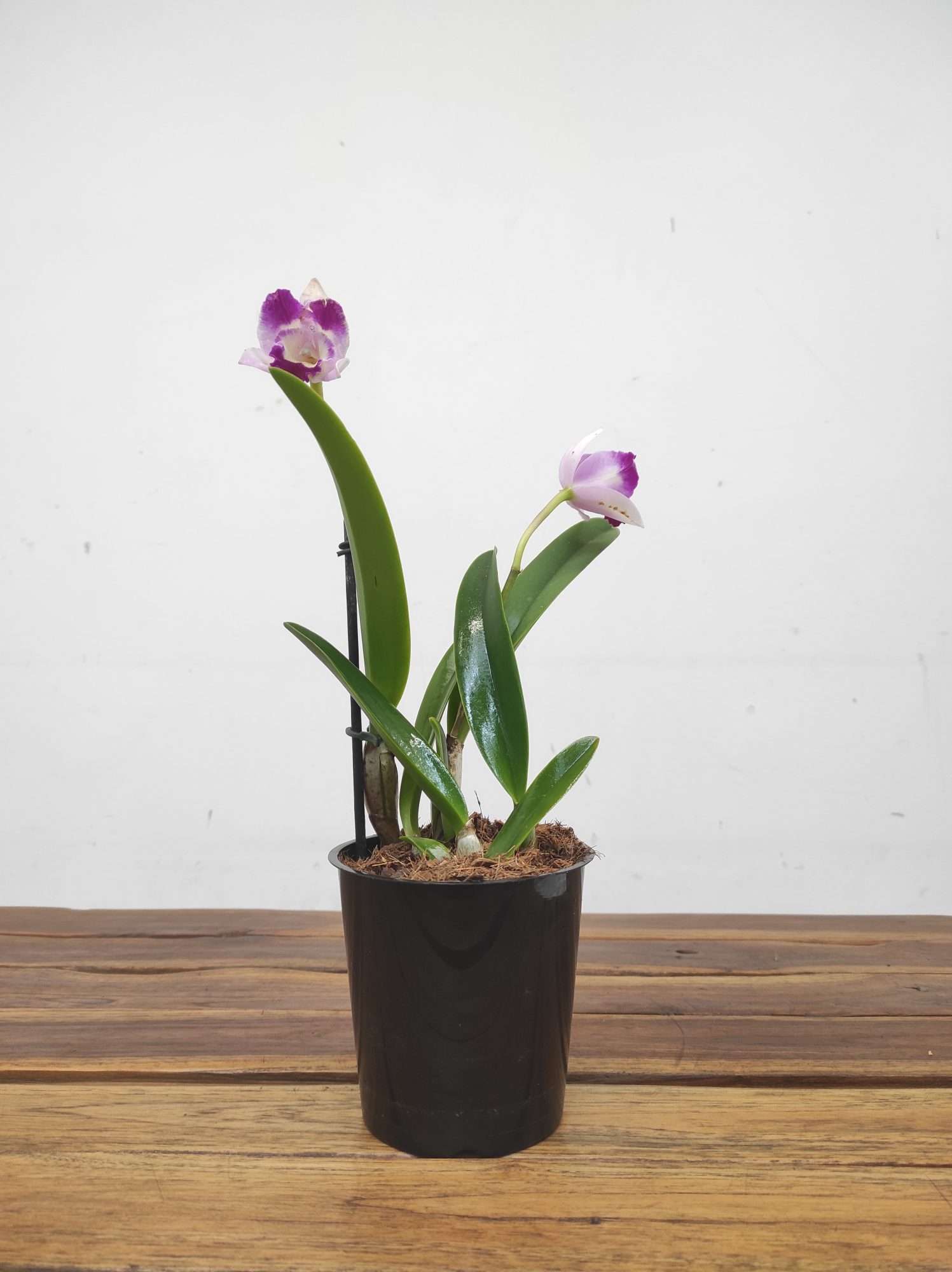 Cattleya 'Village Pearl' - Image 2