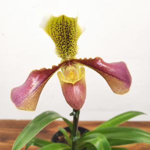 Paphiopedilum V.14