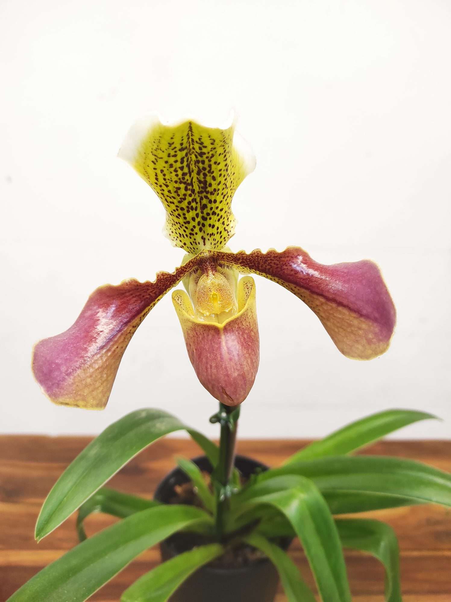 Paphiopedilum V.14