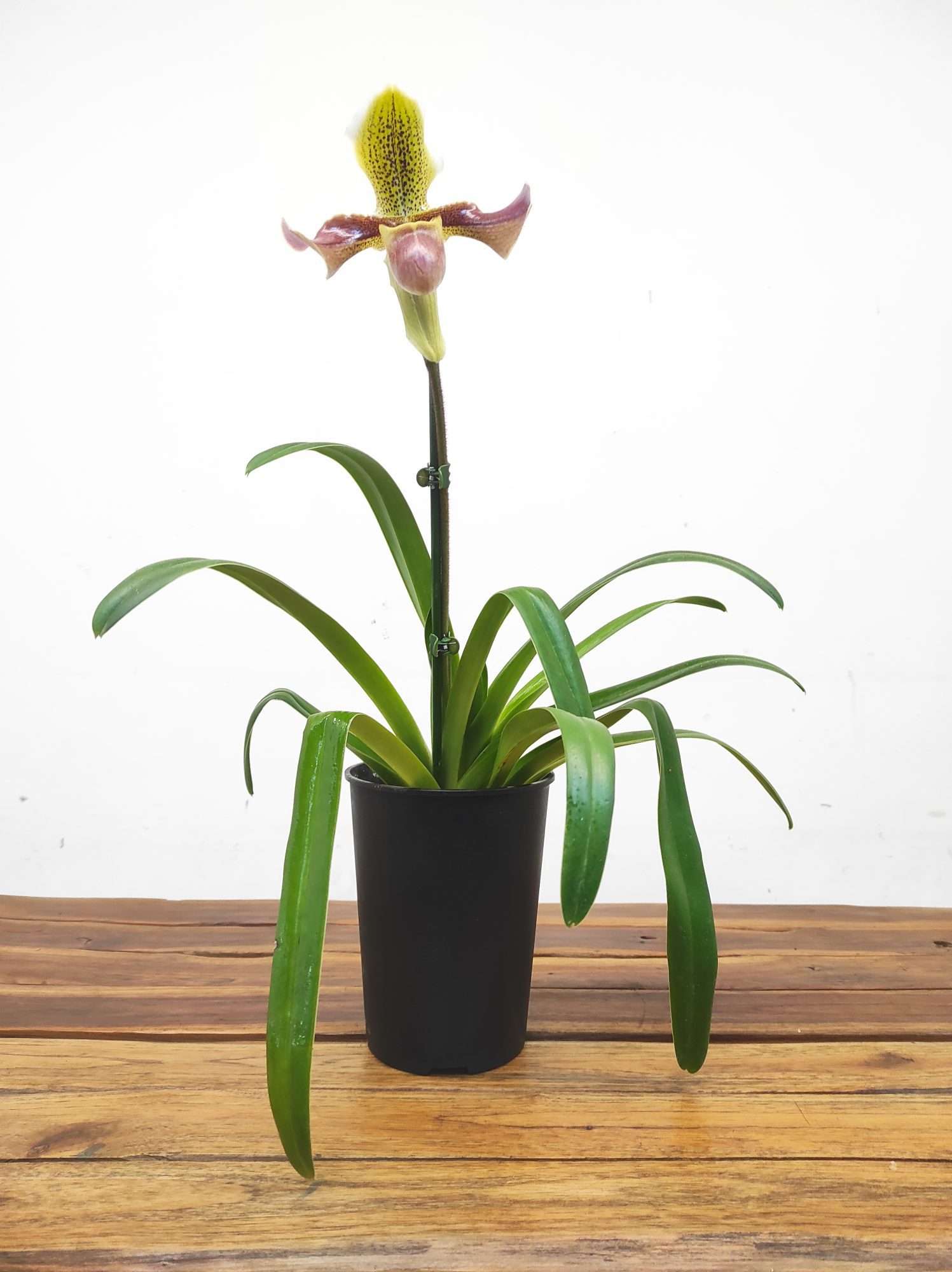 Paphiopedilum V.14 - Image 2