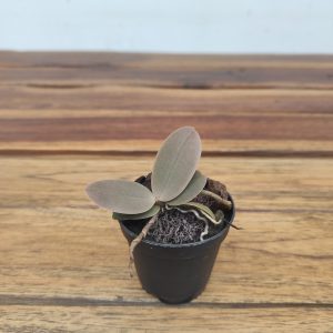 Aerangis Seegeri X Fastuosa - Sem Flor