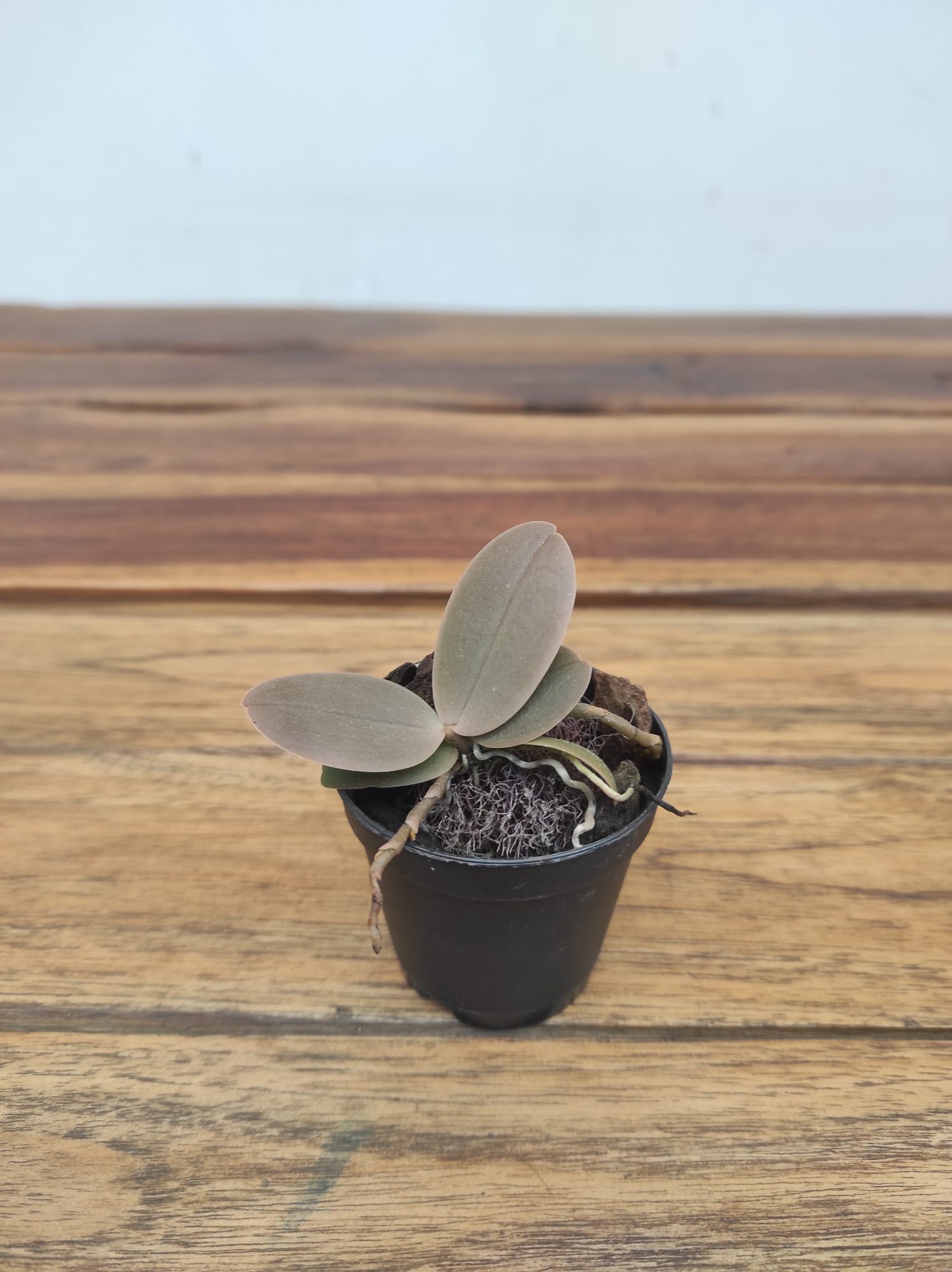 Aerangis Seegeri X Fastuosa - Sem Flor