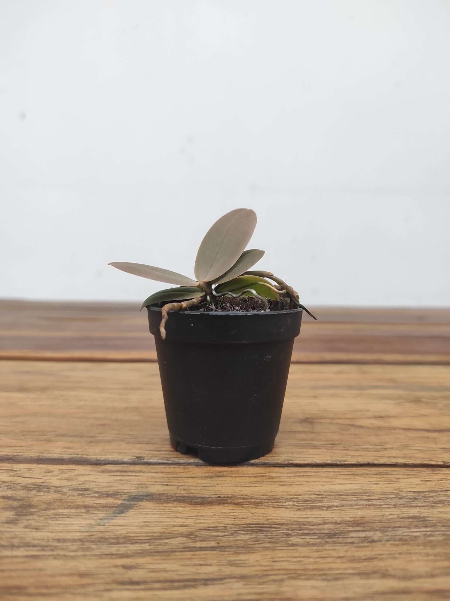 Aerangis Seegeri X Fastuosa - Sem Flor - Image 2