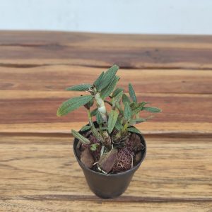 Dendrobium Harlekin - Sem Flor