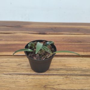 Bulbophyllum Farreri - Sem Flor