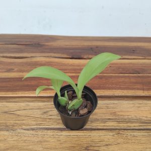 Rossioglossum Insleayi - Sem Flor