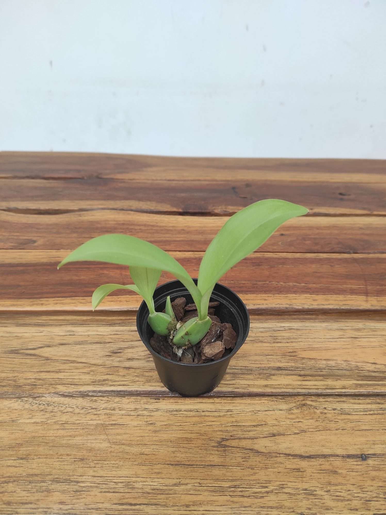 Rossioglossum Insleayi - Sem Flor