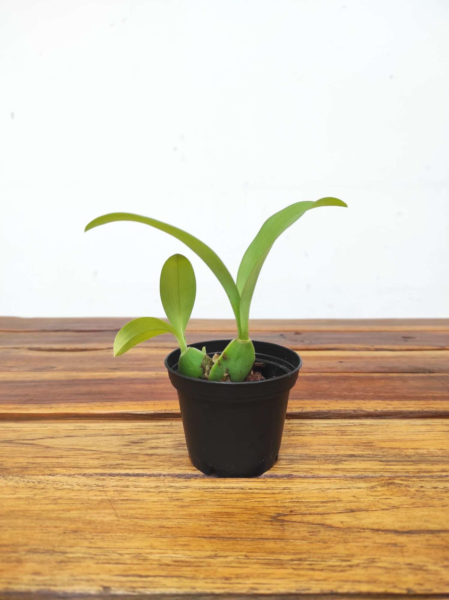 Rossioglossum Insleayi - Sem Flor - Image 2