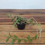 Dendrobium Loddigesii - Sem Flor