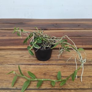 Dendrobium Loddigesii