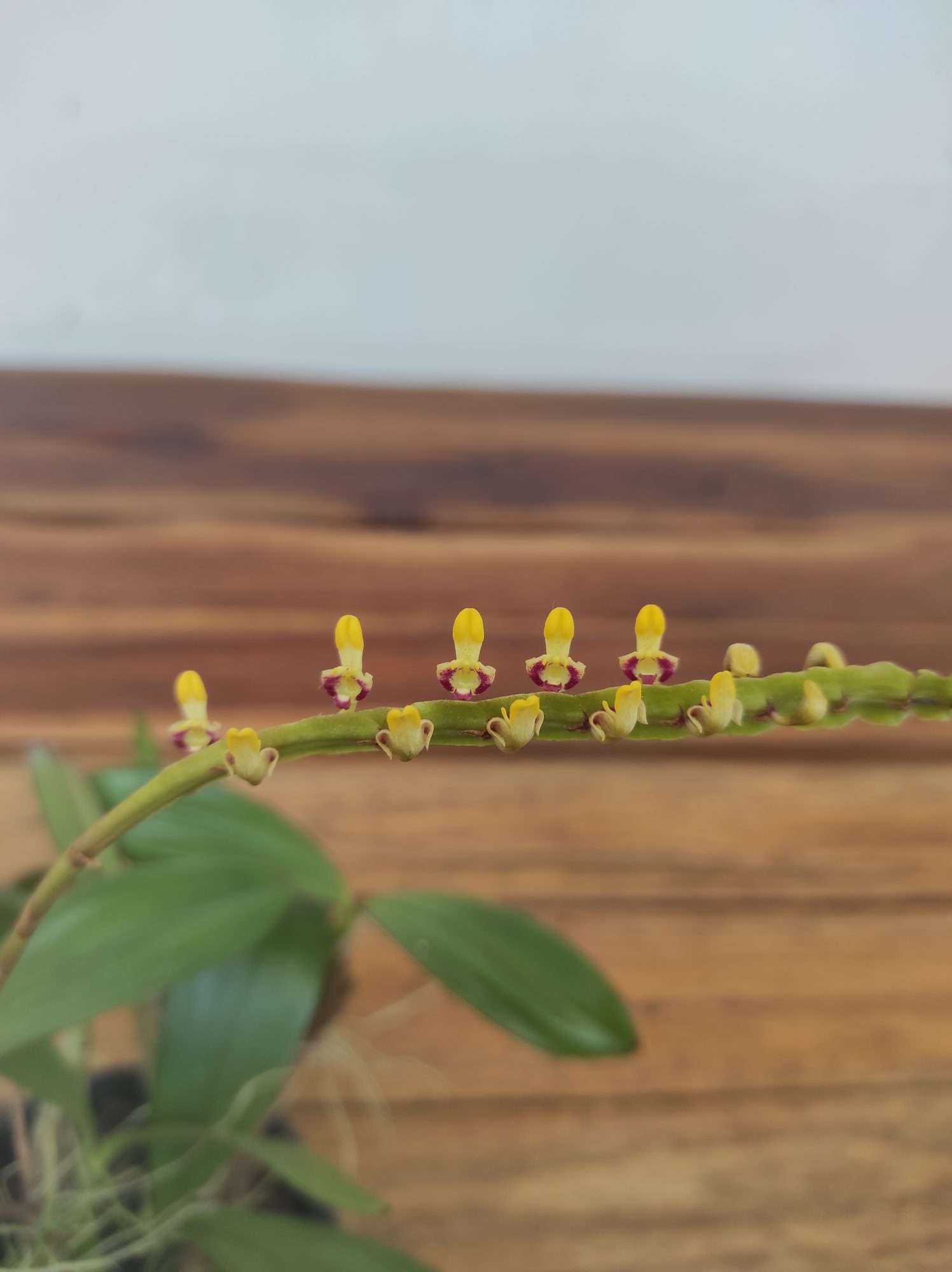 Bulbophyllum Falcatum - Sem Flor - Image 3