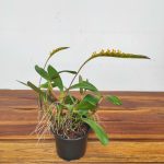 Bulbophyllum Falcatum - Sem Flor