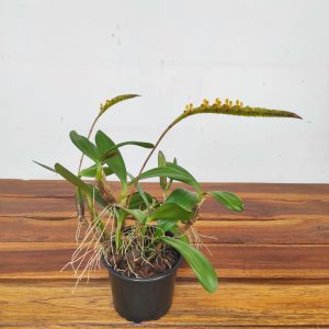 Bulbophyllum Falcatum - Sem Flor