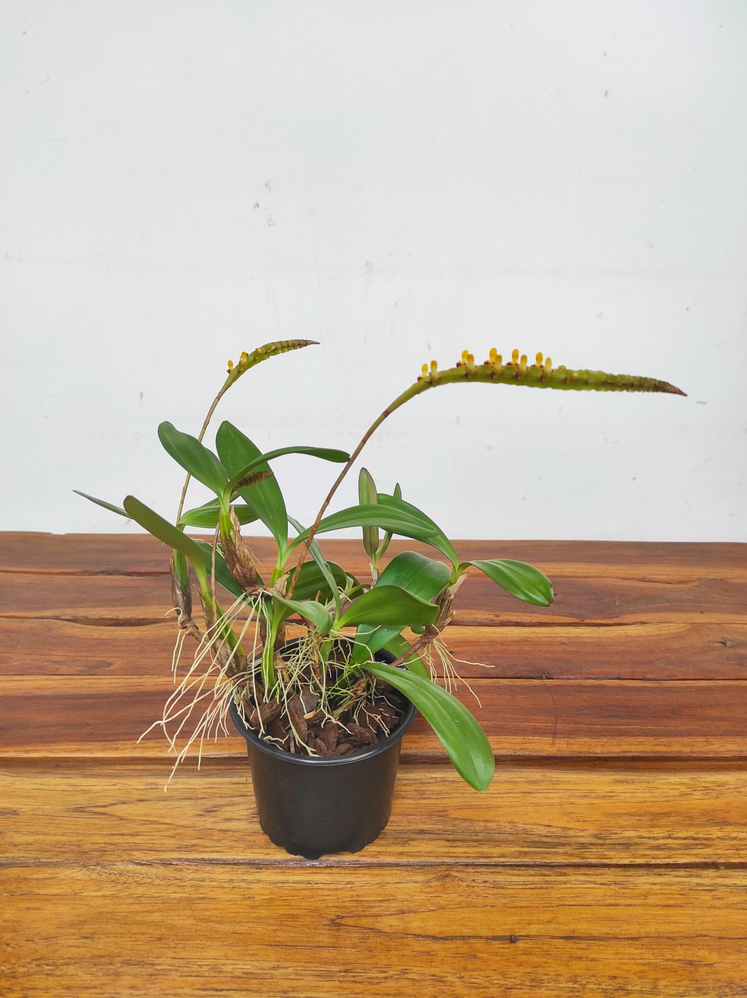 Bulbophyllum Falcatum - Sem Flor