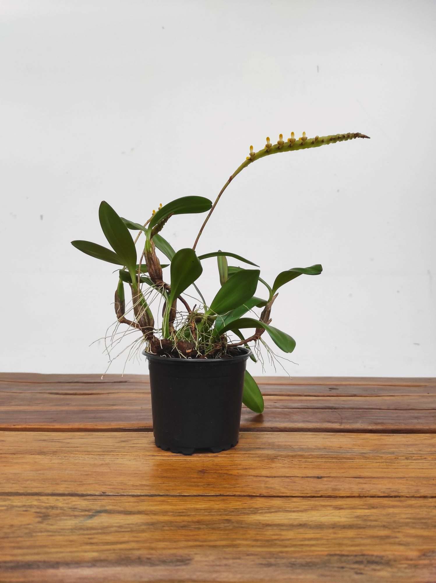 Bulbophyllum Falcatum - Sem Flor - Image 2