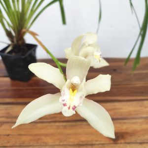Cymbidium Eburneo Lowianum - Com Flor
