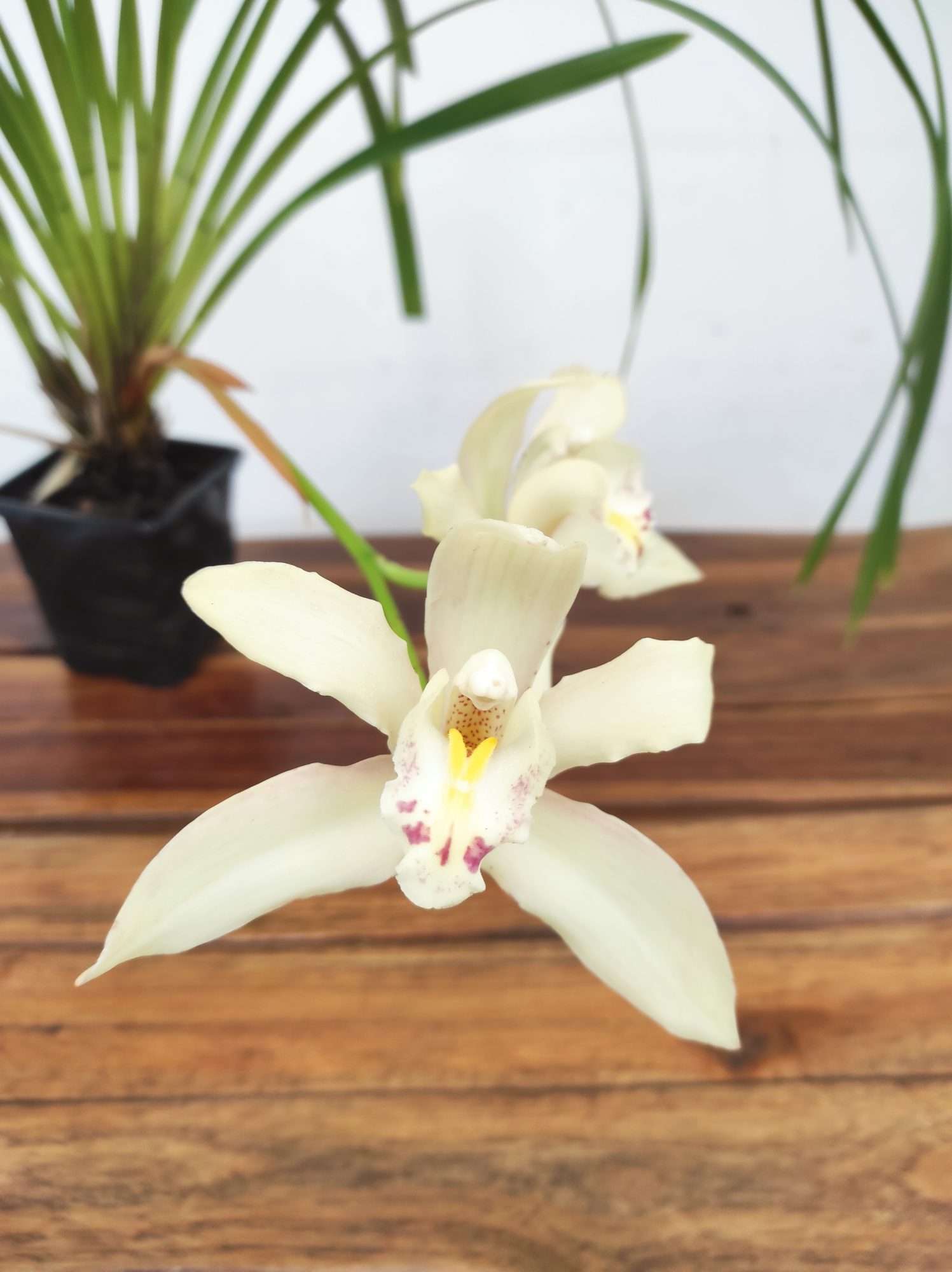Cymbidium Eburneo Lowianum - Com Flor