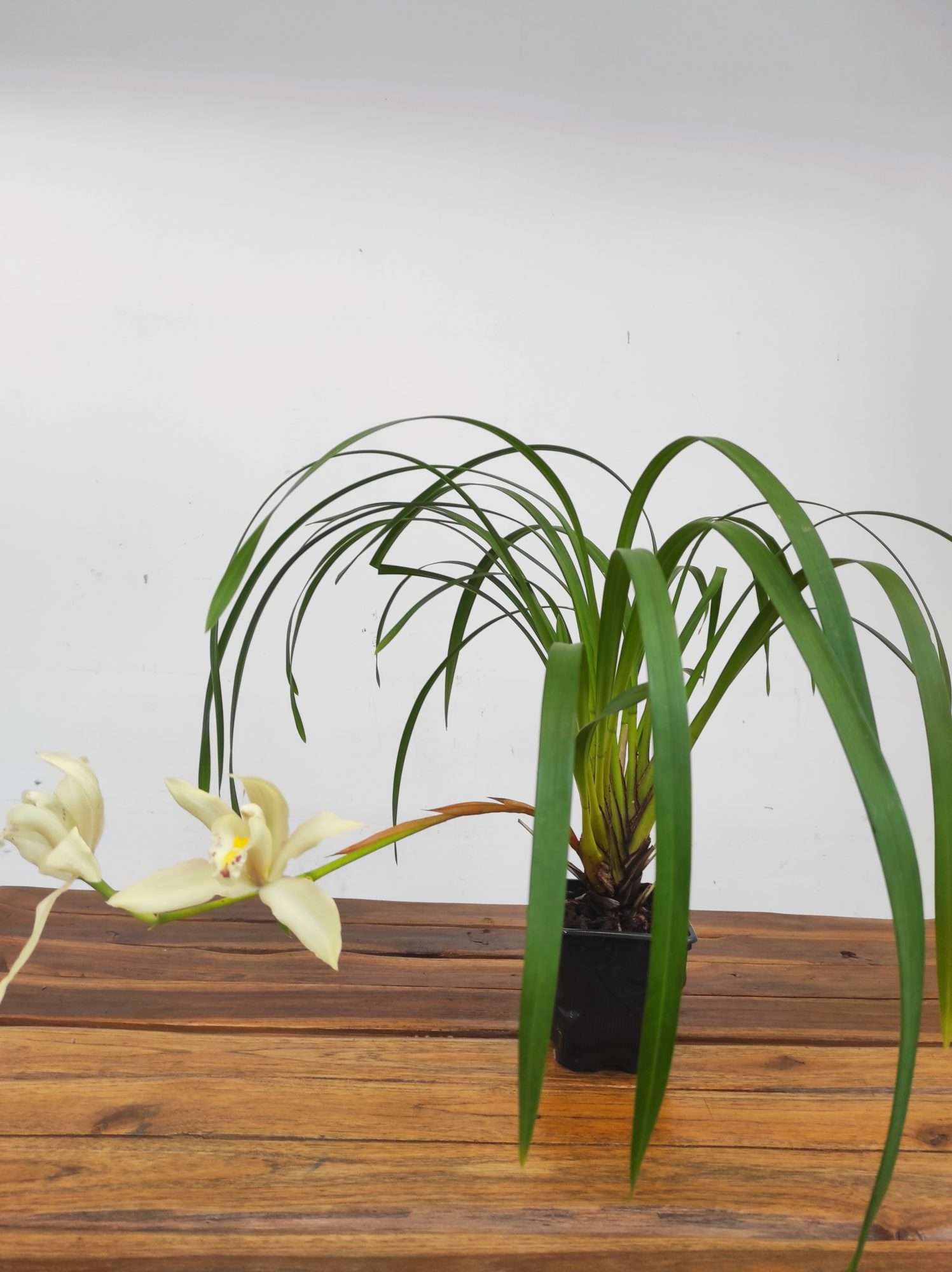 Cymbidium Eburneo Lowianum - Com Flor - Image 2