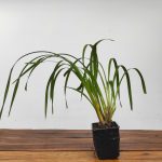 Cymbidium Eburneo Lowianum - Sem Flor