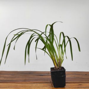 Cymbidium Eburneo Lowianum - Sem Flor