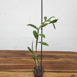 Dendrobium Bullenianum – Sem Flor