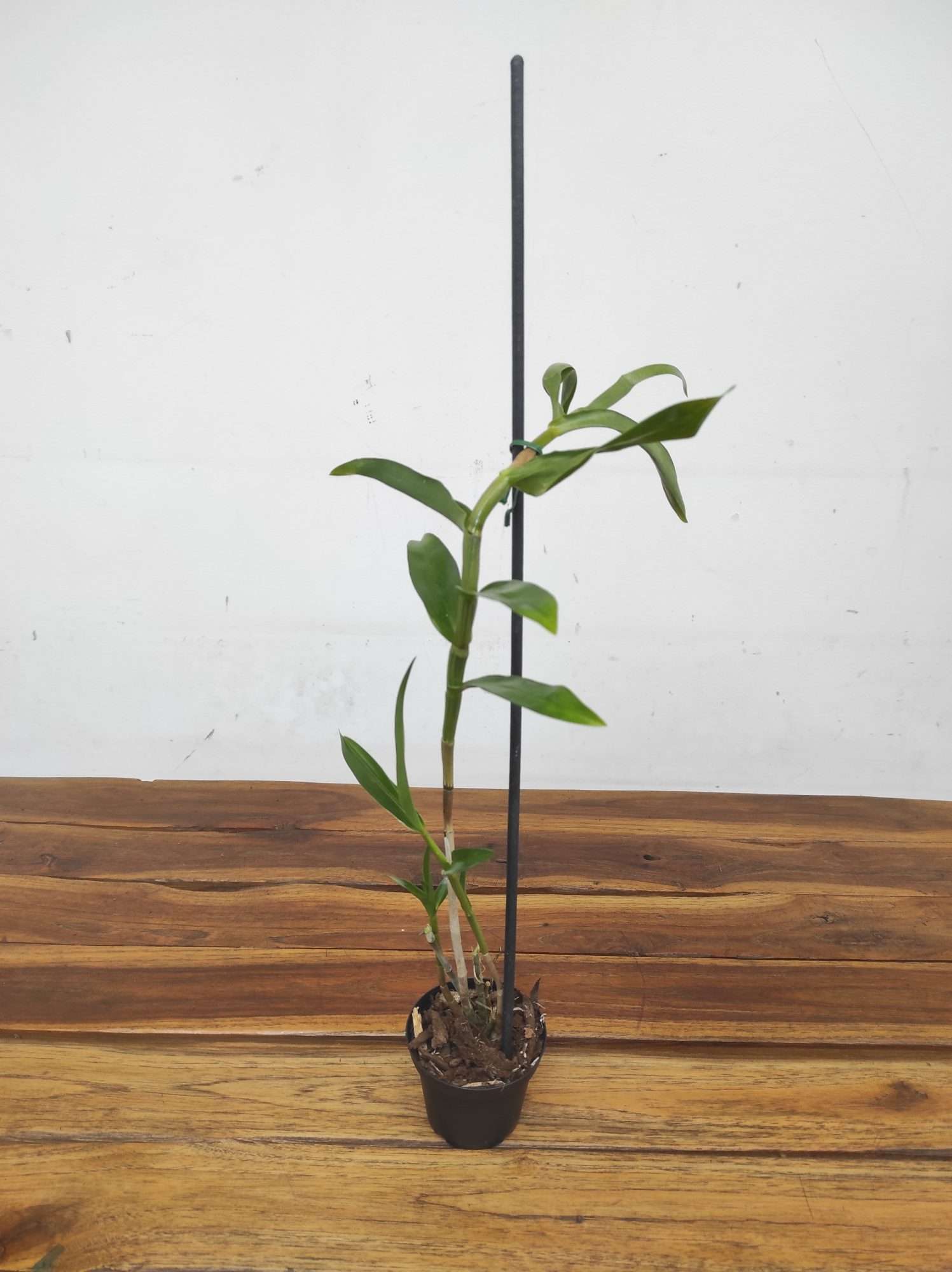 Dendrobium Bullenianum – Sem Flor