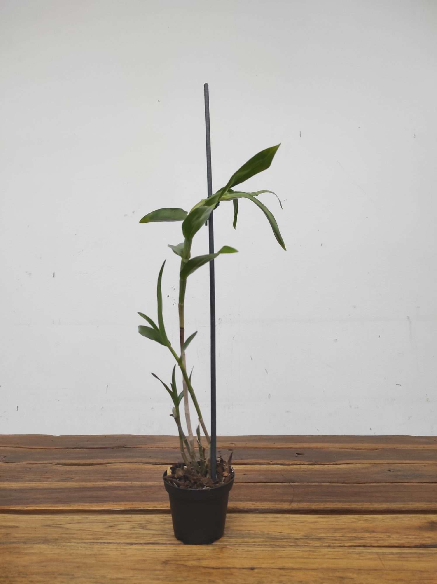 Dendrobium Bullenianum – Sem Flor - Image 2