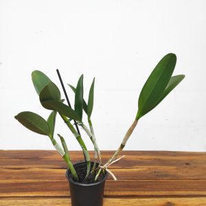 Cattleya Green Emerald 'Orchid Queen'