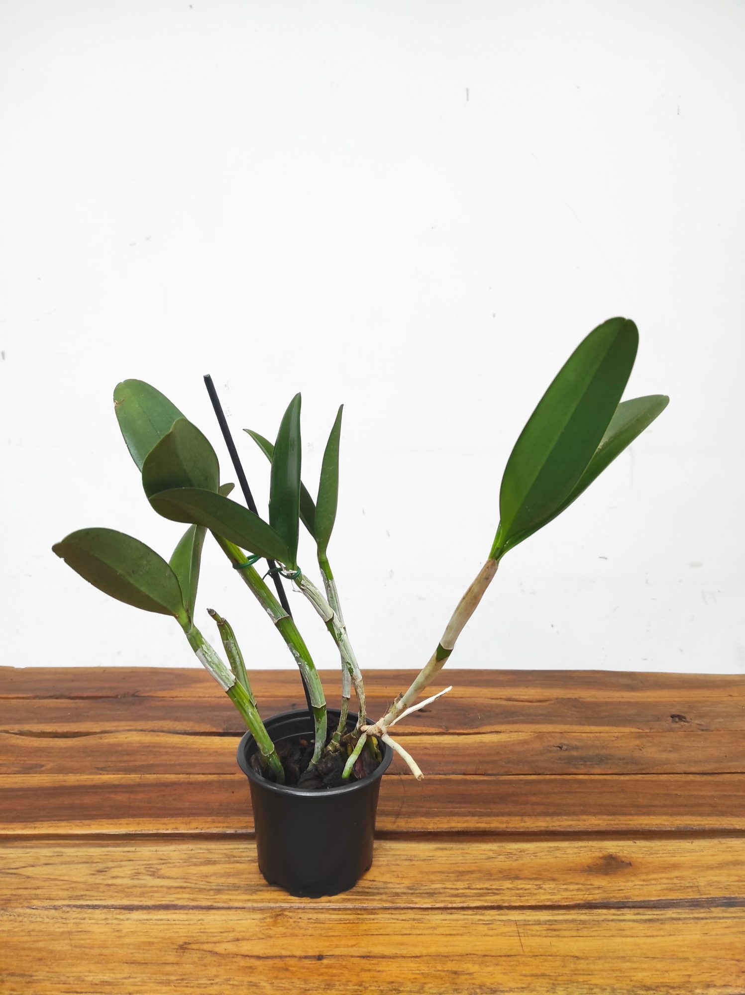 Cattleya Green Emerald 'Orchid Queen' - Sem Flor