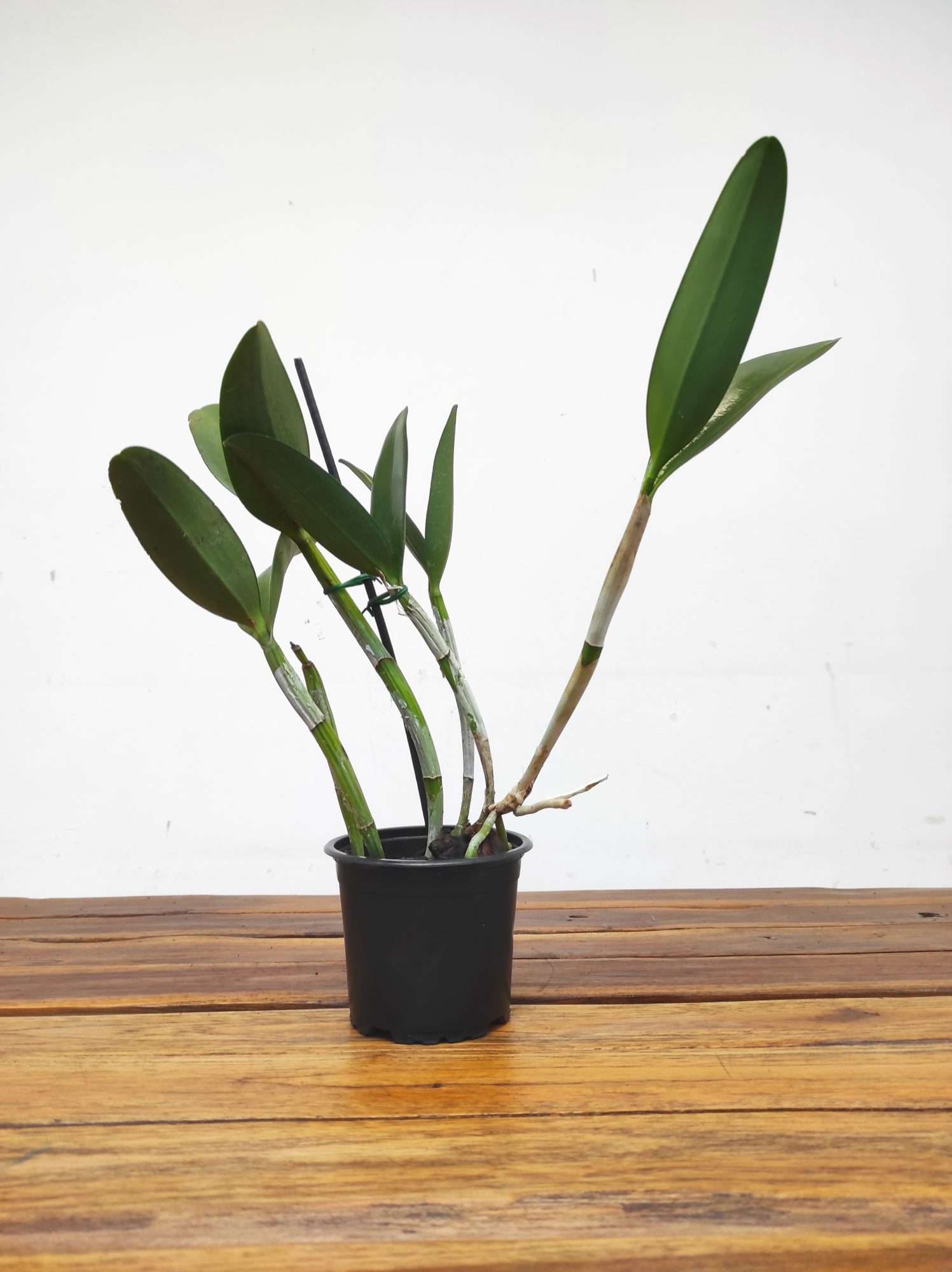 Cattleya Green Emerald 'Orchid Queen' - Sem Flor - Image 2