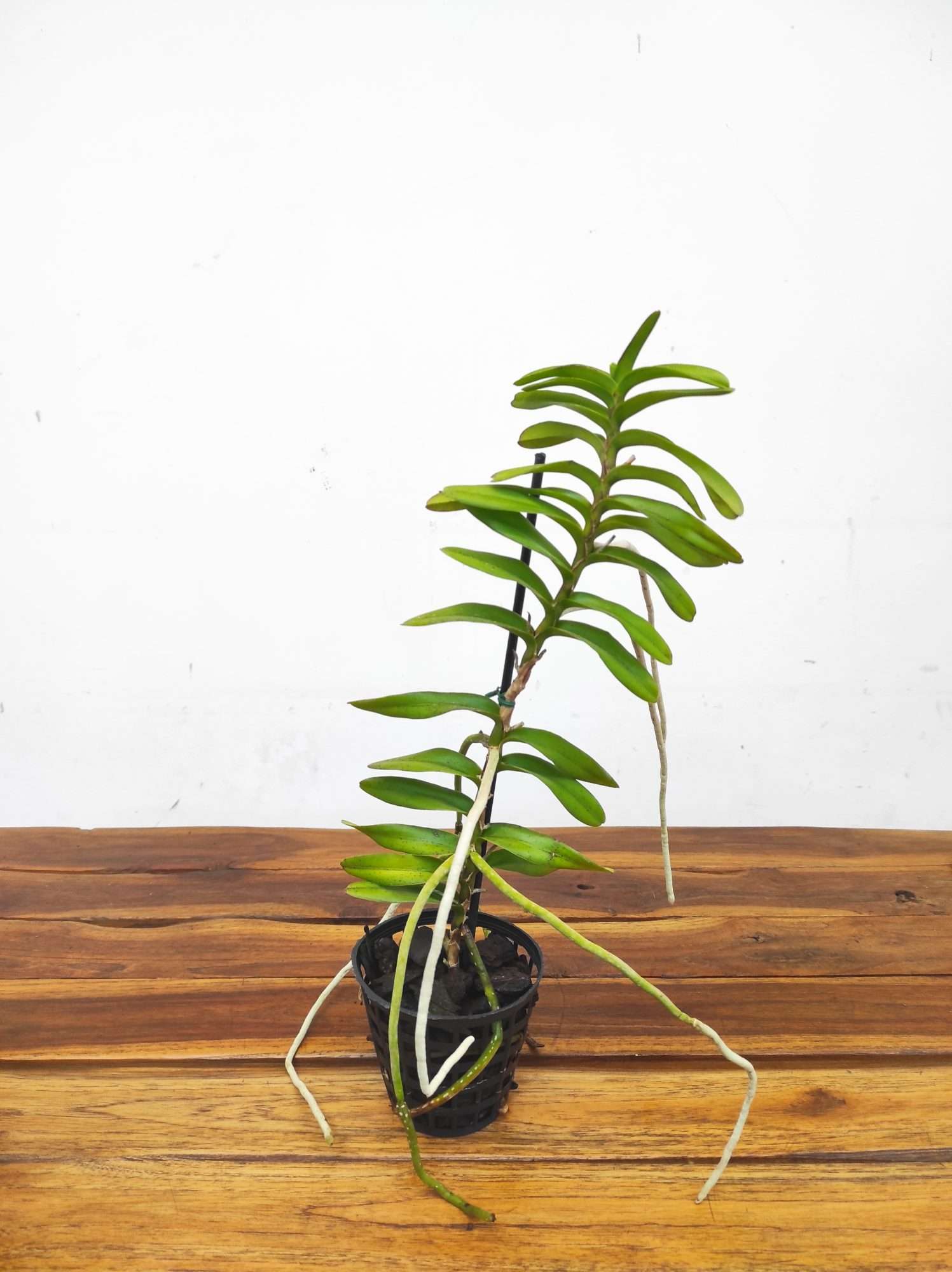 Vanda Vietnamica - Sem Flor