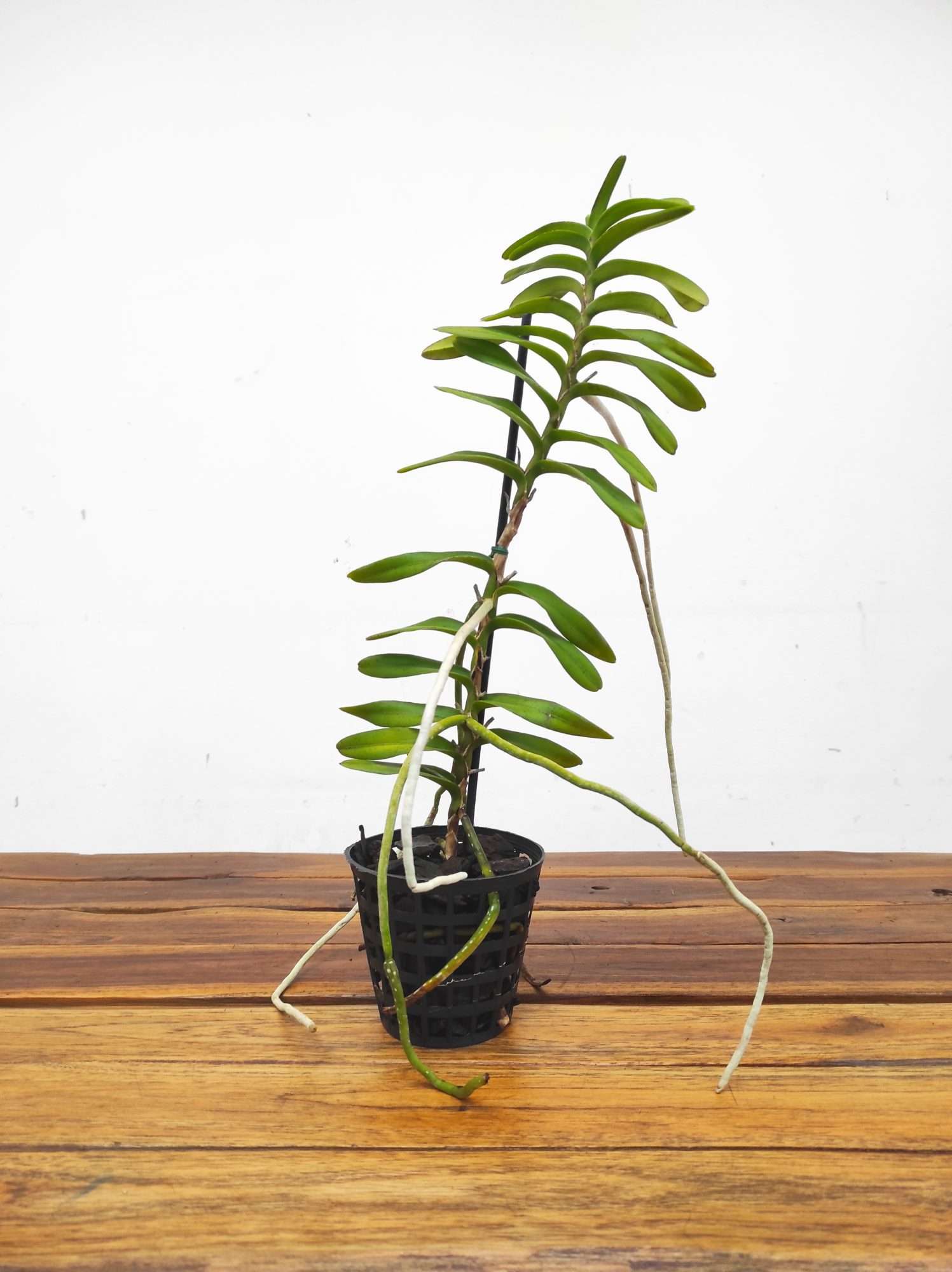 Vanda Vietnamica - Sem Flor - Image 2