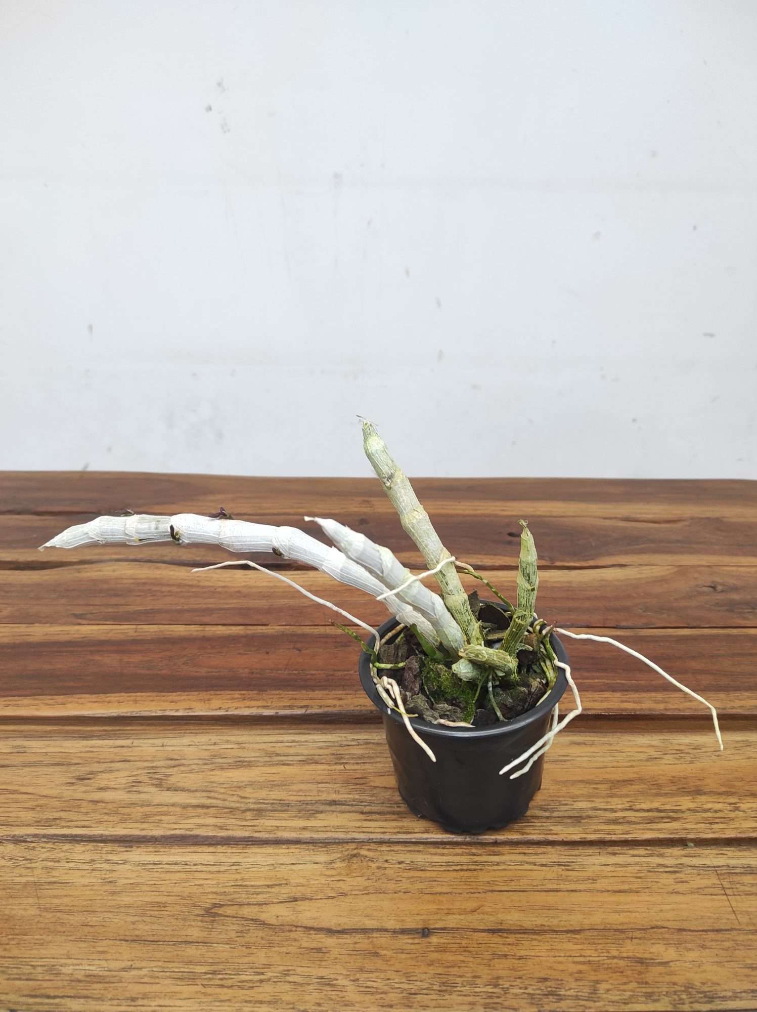 Dendrobium 'Parishii' – Sem Flor