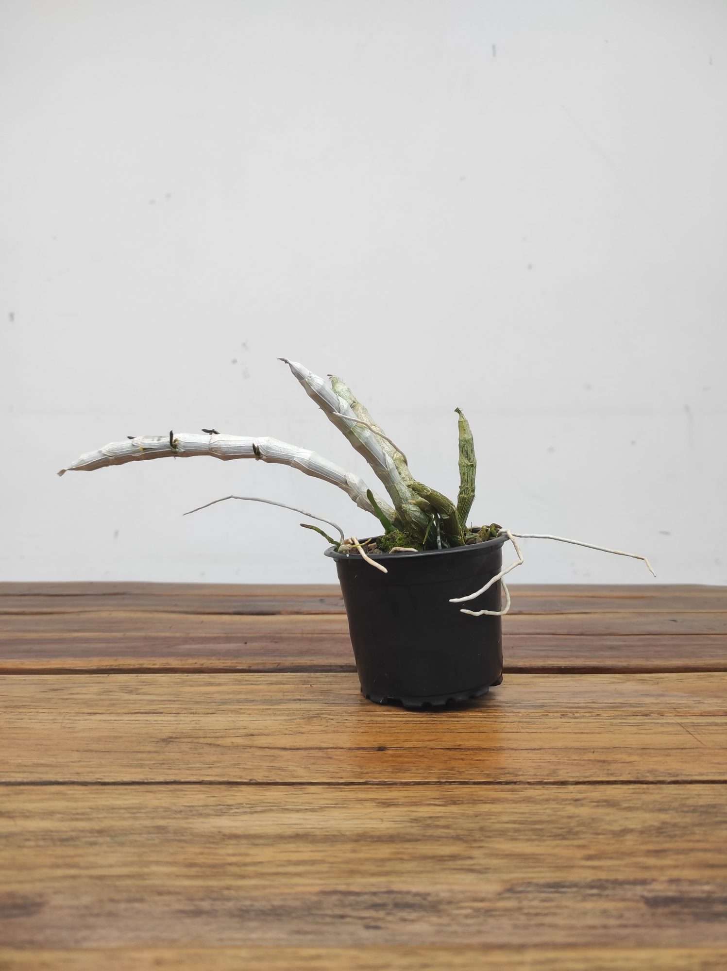 Dendrobium 'Parishii' – Sem Flor - Image 2