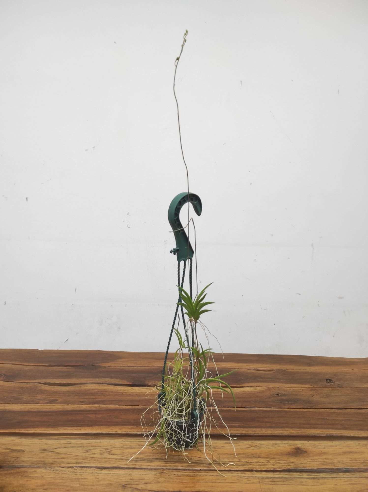 Tolumnia Scandens - Suspensão - Image 2