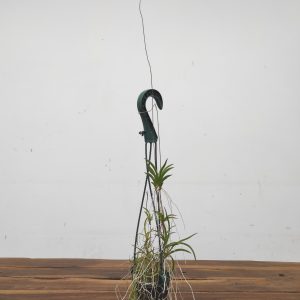 Tolumnia Scandens - Suspensão