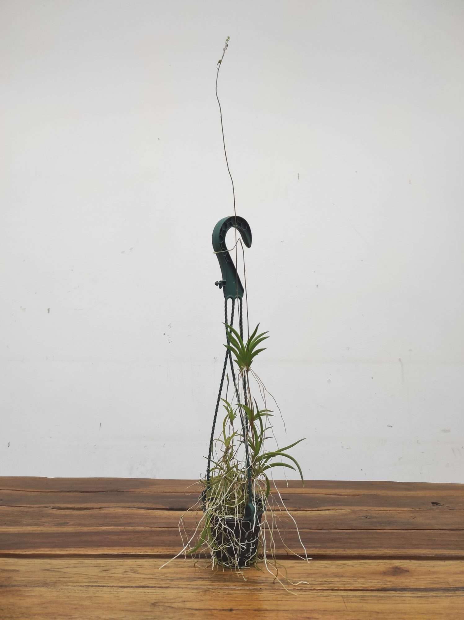 Tolumnia Scandens - Suspensão